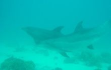 Safari wrakowe - maj 2010