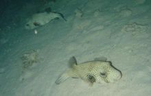 Safari wrakowe - maj 2010