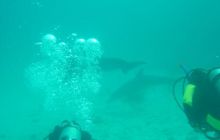 Safari wrakowe - maj 2010