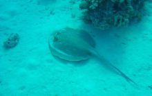 Safari wrakowe - maj 2010