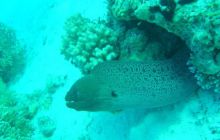 Safari wrakowe - maj 2010