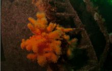 Narvik - czerwiec 2010