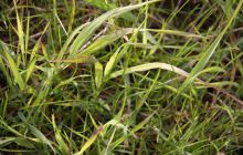 Narvik - czerwiec 2010