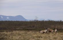 Narvik - czerwiec 2010