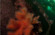 Narvik - czerwiec 2010