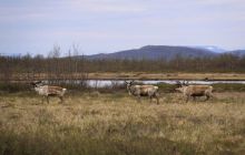 Narvik - czerwiec 2010