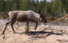 Narvik - czerwiec 2010