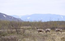 Narvik - czerwiec 2010