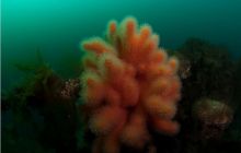 Narvik - czerwiec 2010