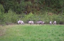 Narvik - czerwiec 2010