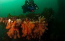 Narvik - czerwiec 2010