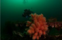 Narvik - czerwiec 2010