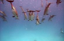 Safari St. johns - październik 2010