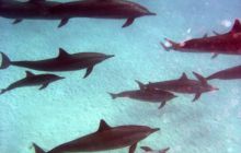 Safari St. johns - październik 2010