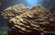 Safari St. johns - październik 2010