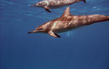 Safari St. johns - październik 2010