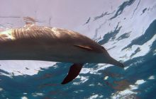 Safari St. johns - październik 2010