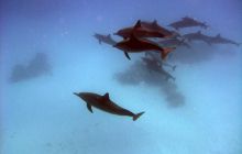 Safari St. johns - październik 2010