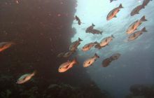 Safari St. johns - październik 2010