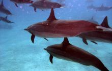 Safari St. johns - październik 2010