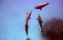 Safari St. johns - październik 2010