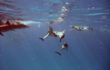 Safari St. johns - październik 2010