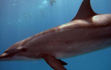 Safari St. johns - październik 2010