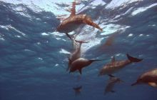 Safari St. johns - październik 2010