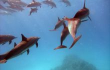 Safari St. johns - październik 2010