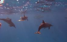 Safari St. johns - październik 2010