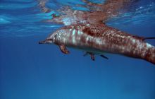 Safari St. johns - październik 2010