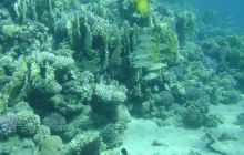 MarsaAlam - listopad 2010