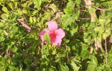 MarsaAlam - listopad 2010