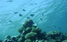 MarsaAlam - listopad 2010