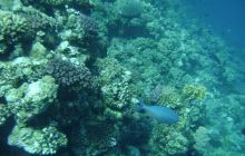 MarsaAlam - listopad 2010