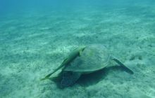 MarsaAlam - listopad 2010