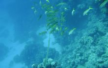 MarsaAlam - listopad 2010