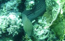 MarsaAlam - listopad 2010