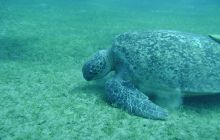 MarsaAlam - listopad 2010