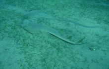 MarsaAlam - listopad 2010