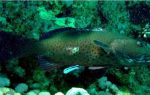 Egipt Sharm - Listopad 2004