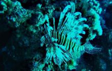 Egipt Sharm - Listopad 2004