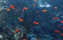 Egipt Sharm - Listopad 2004