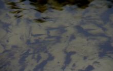 Spływ Piaśnicą - maj 2011