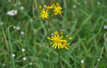 Hańcza - Lipiec 2011