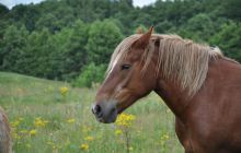 Hańcza - Lipiec 2011