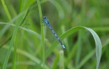 Hańcza - Lipiec 2011