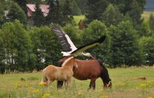 Hańcza - Lipiec 2011