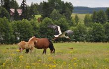 Hańcza - Lipiec 2011