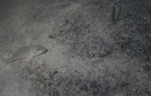 Hańcza - Lipiec 2011